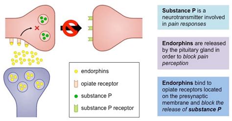 beta endorphin|Endorphins: Functions, Levels, and Natural Boosts .